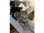 Adopt Cadenza a Gray, Blue or Silver Tabby Domestic Shorthair / Mixed (short