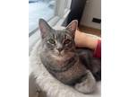 Adopt Coda a Gray, Blue or Silver Tabby Domestic Shorthair / Mixed (short coat)