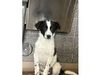 Adopt Celeste a White Border Collie / Mixed Breed (Medium) / Mixed (short coat)