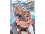 Adopt Tate a Red/Golden/Orange/Chestnut Mastiff / Mixed dog in Johnston