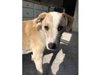 Adopt Nova a Tan/Yellow/Fawn American Pit Bull Terrier / Dutch Shepherd / Mixed