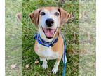Retriever Mix DOG FOR ADOPTION RGADN-1087482 - Pongo Beaufort - Retriever /