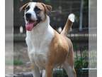 Border Collie Mix DOG FOR ADOPTION RGADN-1087900 - Bethoven - Cattle Dog /