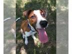 Boxer Mix DOG FOR ADOPTION RGADN-1089362 - Charlie - Hound / Boxer / Mixed Dog