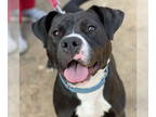 American Pit Bull Terrier-Labrador Retriever Mix DOG FOR ADOPTION RGADN-1089383
