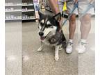 Siberian Husky DOG FOR ADOPTION RGADN-1089621 - Balto - Siberian Husky (medium