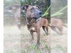Boxer Mix DOG FOR ADOPTION RGADN-1089986 - Lola - Boxer / Mixed (short coat) Dog