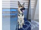German Shepherd Dog DOG FOR ADOPTION RGADN-1091090 - Tara M - German Shepherd