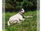 Rat Terrier Mix DOG FOR ADOPTION RGADN-1091921 - Rankin - Rat Terrier / Mixed