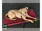American Staffordshire Terrier Mix DOG FOR ADOPTION RGADN-1092797 - Soffie -