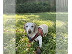 Dachshund DOG FOR ADOPTION RGADN-1094978 - Daisy8 (Bonded with Rufus4) -