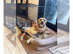 American Pit Bull Terrier Mix DOG FOR ADOPTION RGADN-1118525 - Adora - American