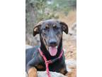 Adopt Slightly a Brown/Chocolate - with Black Doberman Pinscher / Dutch Shepherd