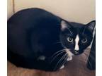 Adopt Orzo a Black & White or Tuxedo Domestic Shorthair (short coat) cat in