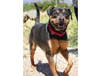 Adopt Meatball a Black - with Tan, Yellow or Fawn Doberman Pinscher / Mastiff /