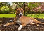Adopt Jeremy a Tricolor (Tan/Brown & Black & White) German Shepherd Dog / Boxer