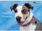 Adopt Cheyenne a Tricolor (Tan/Brown & Black & White) Catahoula Leopard Dog /
