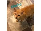 Adopt Simba a Orange or Red Tabby Domestic Shorthair / Mixed cat in