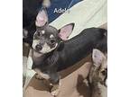 Adele Terrier (Unknown Type, Medium) Puppy Female