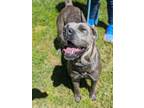 Asuka 390-24 Cane Corso Adult Female