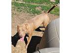 Mechanic (Mikkey) Puppy Female