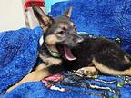 Derry (PUPPY) German Shepherd Dog Puppy Male