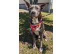 Chirp American Pit Bull Terrier Adult Male