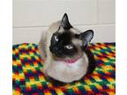 Sassy - 39642 Siamese Adult Female