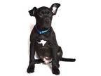 Hunter Mixed Breed (Large) Puppy Male