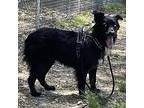 Padfoot Australian Shepherd Young Male