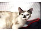 Leslie Siamese Adult Female