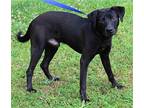 Beau 39645 Labrador Retriever Young Male