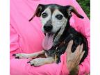 Nesbit 39598 Dachshund Senior Male