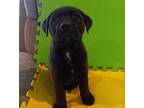 Cocoa Crispy Rottweiler Puppy Male