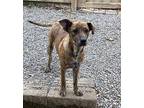 Mabel (CAT FRIENDLY!!)) German Shepherd Dog Puppy Female