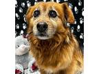 Bentley American Cocker Spaniel Senior Male
