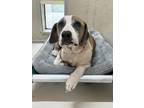 Jack English Bulldog Adult Male