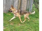 Afton German Shepherd Dog Young Female