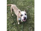 Lilly English Bulldog Adult Female