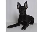 Trooper Mixed Breed (Large) Puppy Male