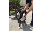 Dax Labrador Retriever Adult Male