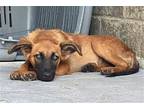 Sandro German Shepherd Dog Young Male
