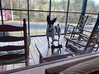 Domino MP D2024 in SC Jack Russell Terrier Young Male