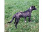 Tank Boxer Young Male