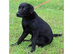 Capone 39482 Labrador Retriever Young Male