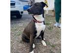 Daisy 2 Canaan Dog Young Female