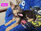 Dexi (PUPPY) German Shepherd Dog Puppy Female