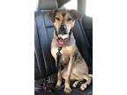 Kiwi Labrador Retriever Young Female