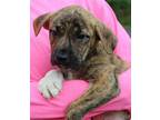 Ginger 39609 Labrador Retriever Puppy Female