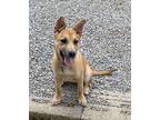 Milo (CAT FRIENDLY!!)) German Shepherd Dog Puppy Male